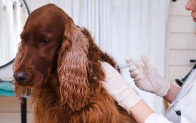 Canine Vaccinations